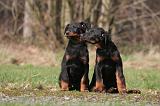 BEAUCERON - PUPPIES 400